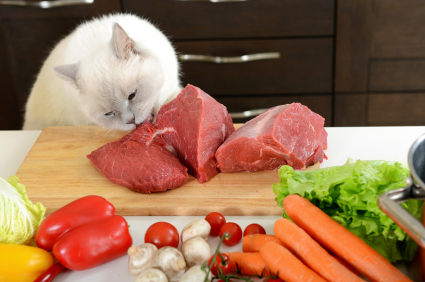 cat eating raw meat off cutting board on kitchen counter