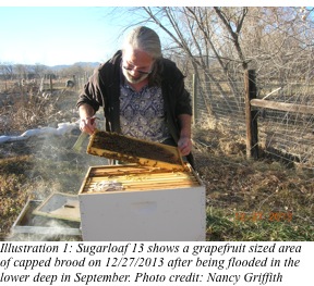 Don Studinski Checking Honeybee Hives
