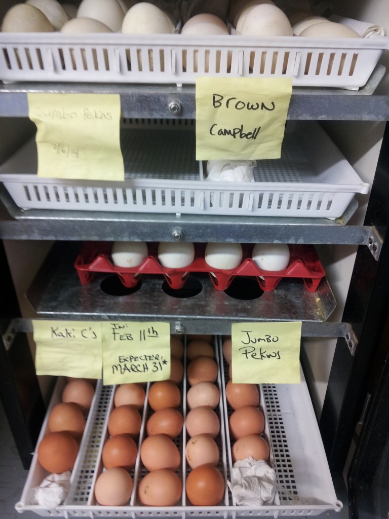 Egg Incubator 