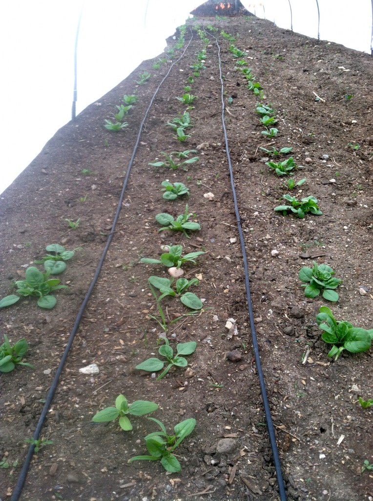 Spinach Growing Inside A Hoop House