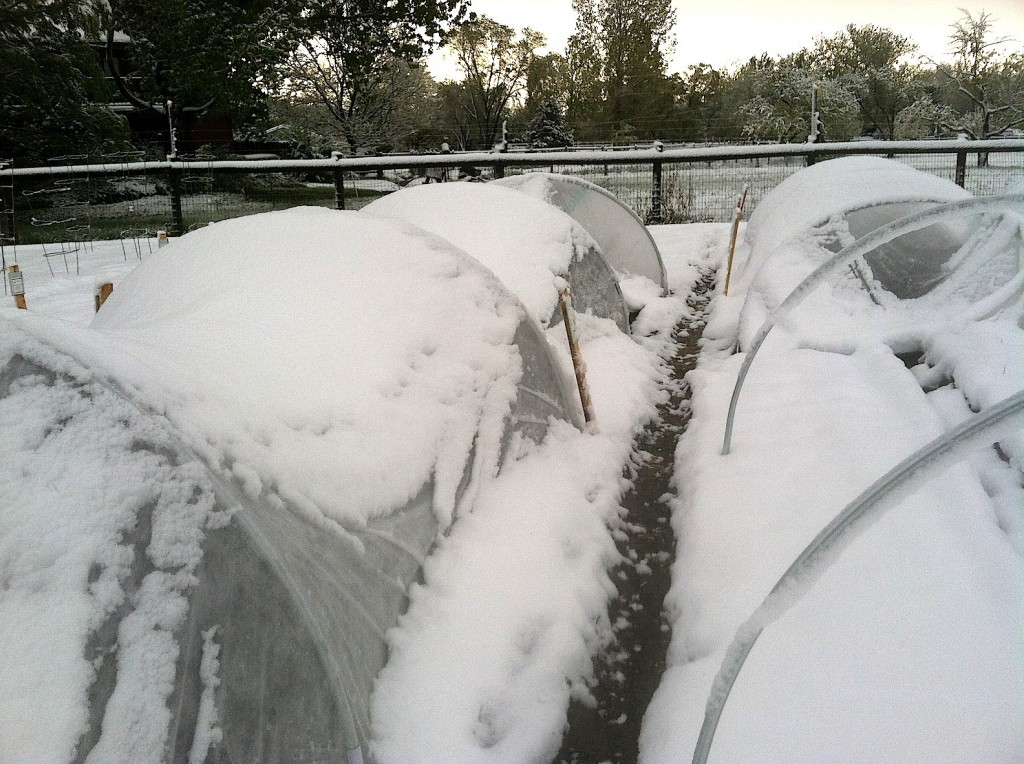 Hoop Houses Covered With Snow