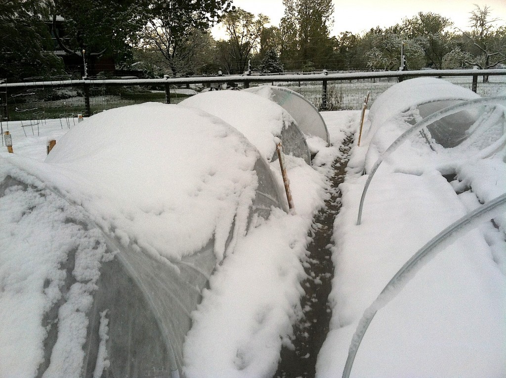 What's Growing In The Garden Hoop Houses Covered With Snow
