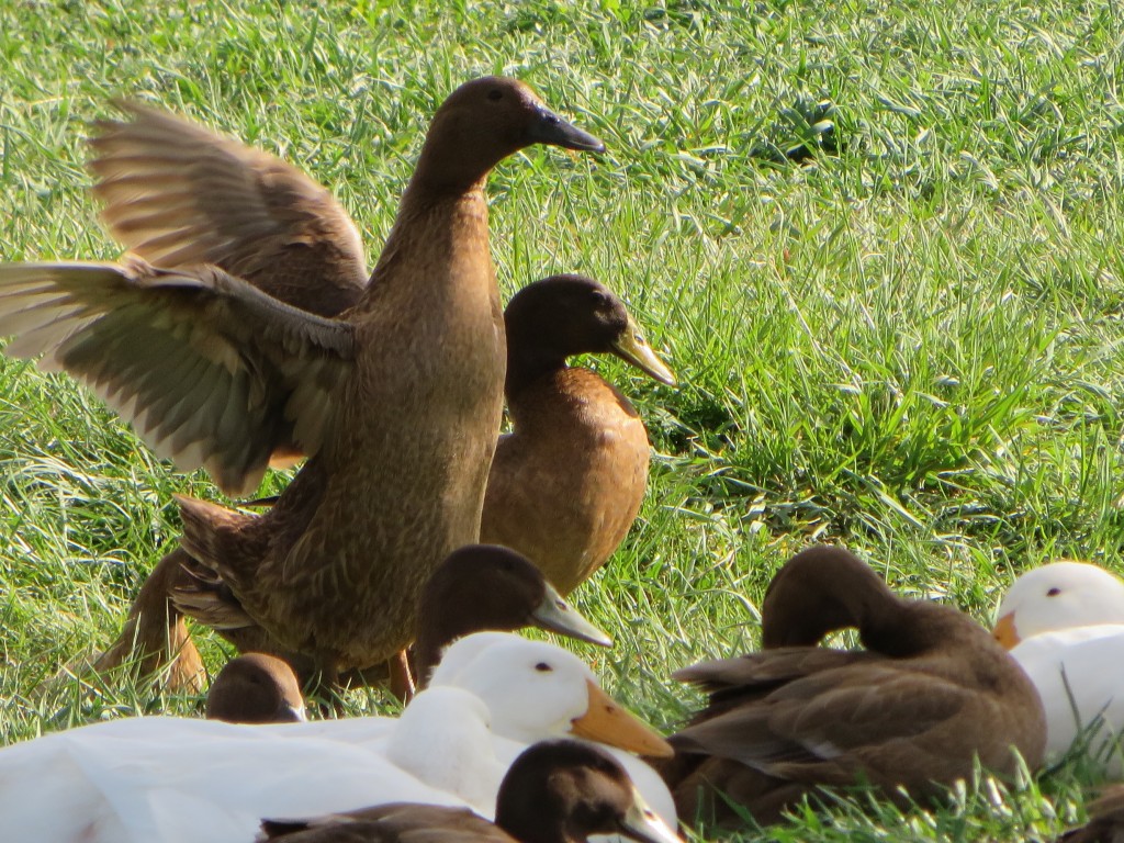 Ducks In The Grass