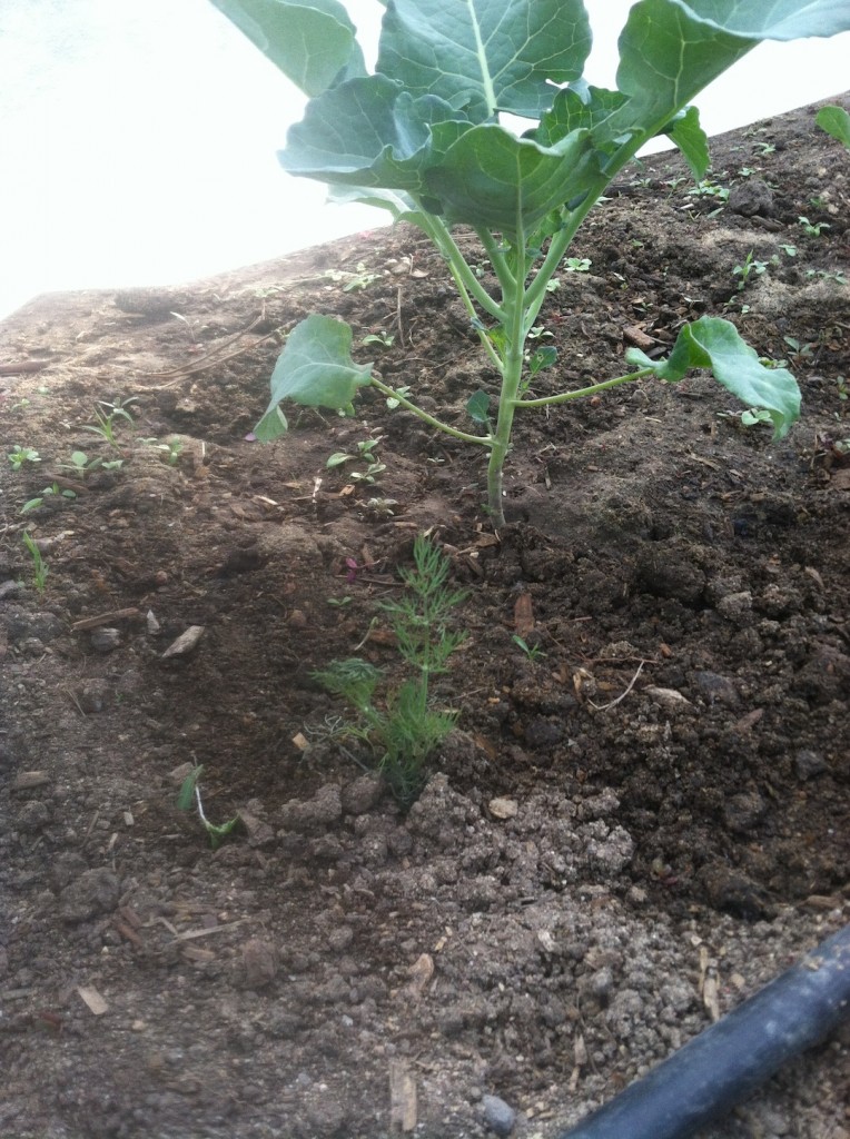 Broccoli with Dill