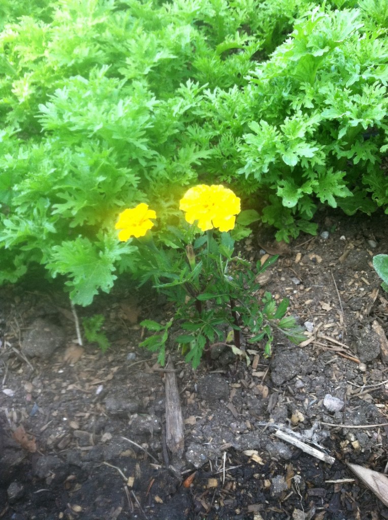The Art Of Companion Planting Dorothy Goodman_Mustard Greens with Marigolds