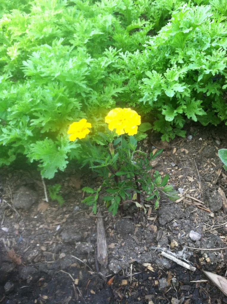 Dorothy Goodman_Mustard Greens with Marigolds