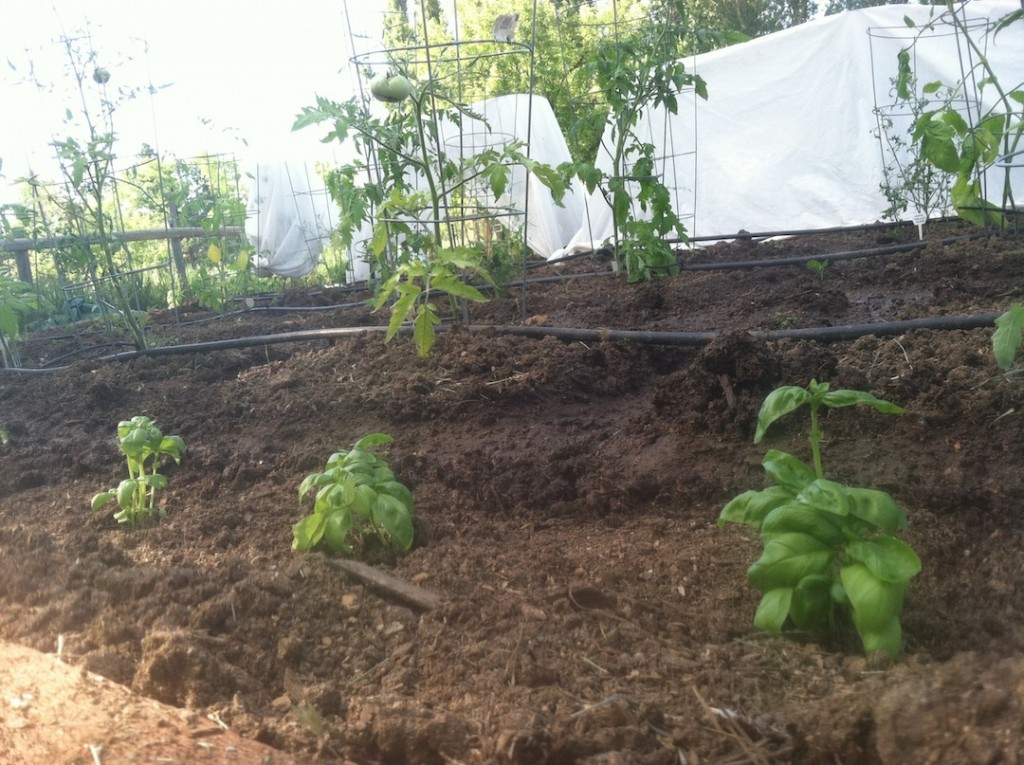 Tomatoes with Basil