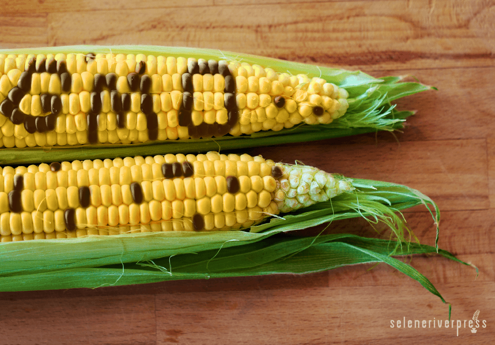GMO corn
