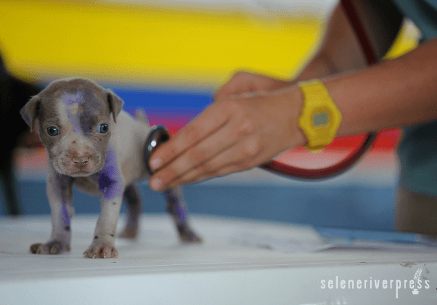 Pet Heart Health