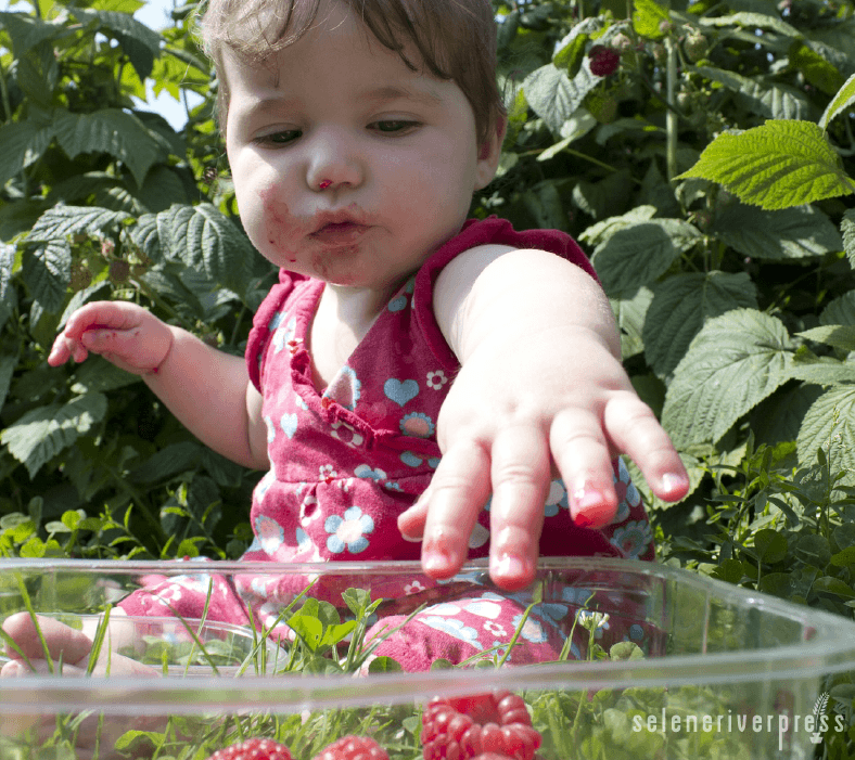 Child eating raspberries