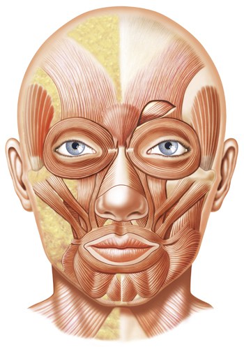 Facial structure