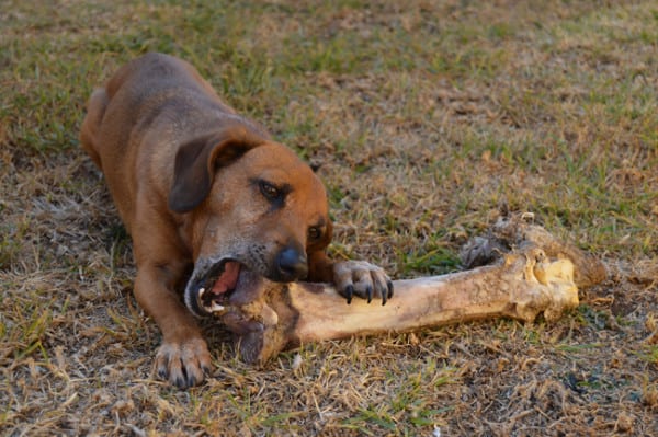 Dog with bone
