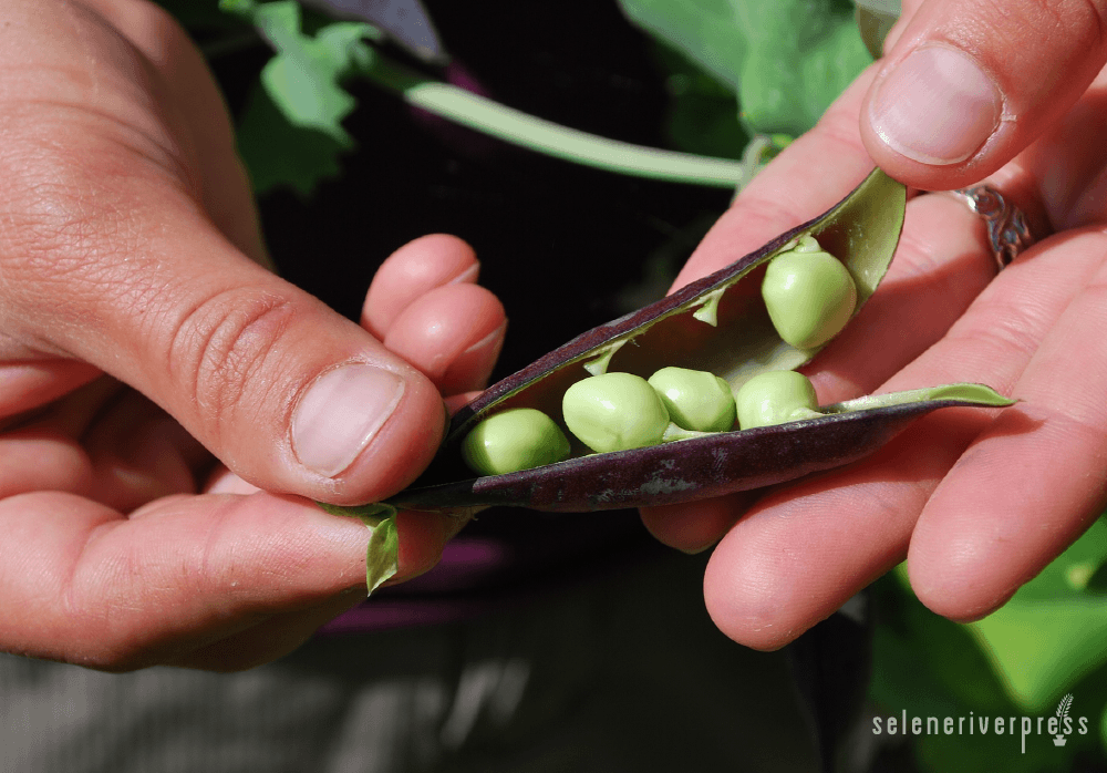 Peas from garden