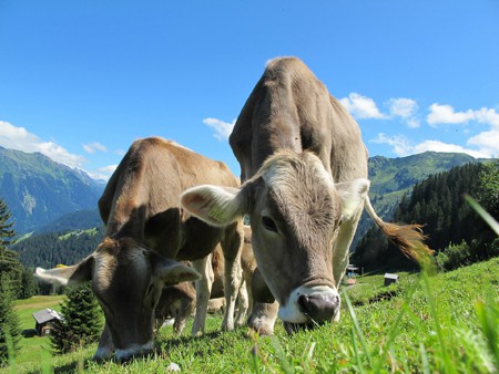 cows at pasture