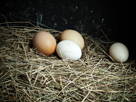 eggs