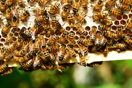 Honeybees