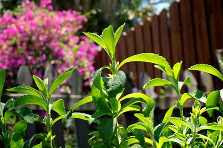 Stevia plant in home garden