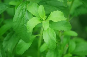 stevia-74187_960_720