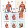 Muscle Response Analysis Chart 2nd Edition