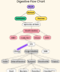Dr. Keppel's Digestive Flow Chart